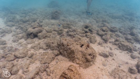 hawaii-haunama_bay-18