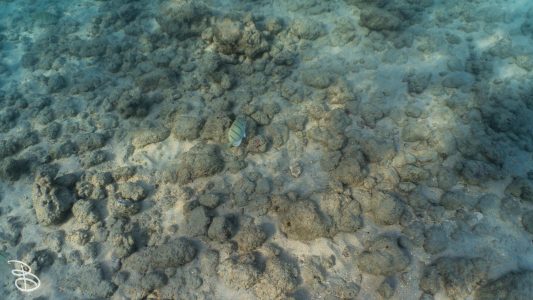 hawaii-haunama_bay-2
