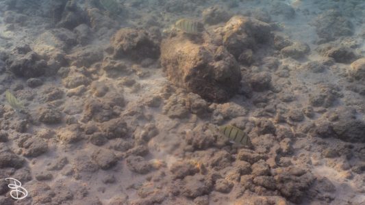hawaii-haunama_bay-3