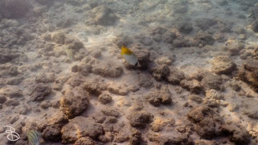 hawaii-haunama_bay-4