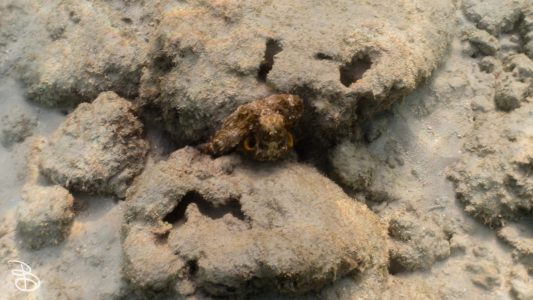 hawaii-haunama_bay-5