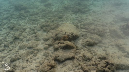hawaii-haunama_bay-6