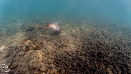 hawaii-haunama_bay-7