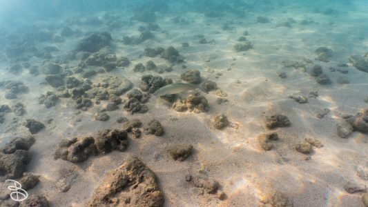 hawaii-haunama_bay-8