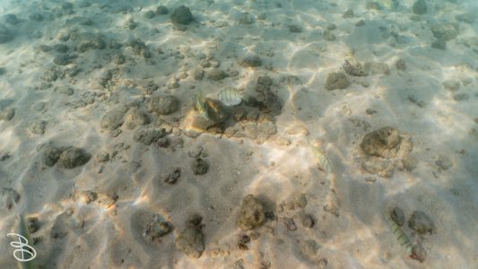 hawaii-haunama_bay-9
