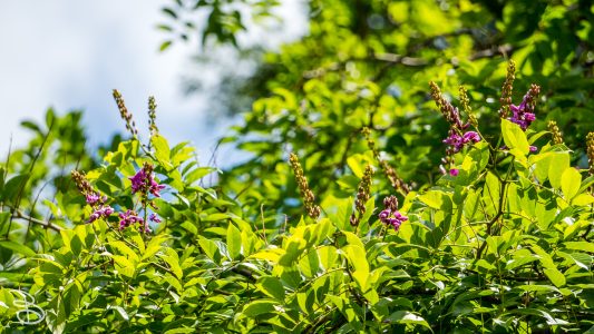 hawaii-hoomaluhia_garden-10