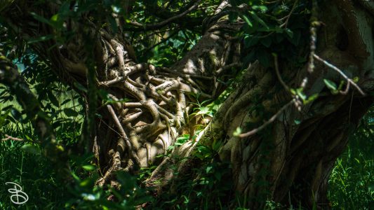 hawaii-hoomaluhia_garden-11