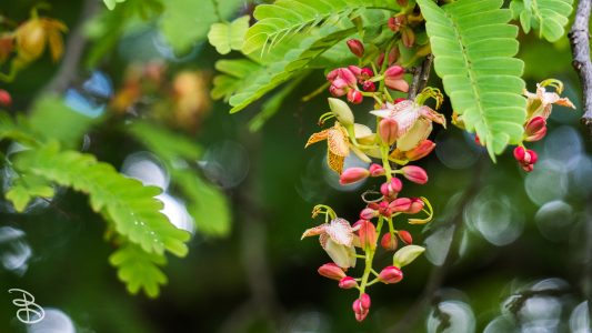 hawaii-hoomaluhia_garden-12