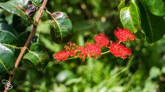 hawaii-hoomaluhia_garden-14