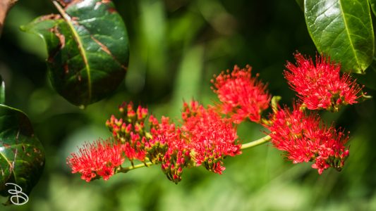 hawaii-hoomaluhia_garden-15