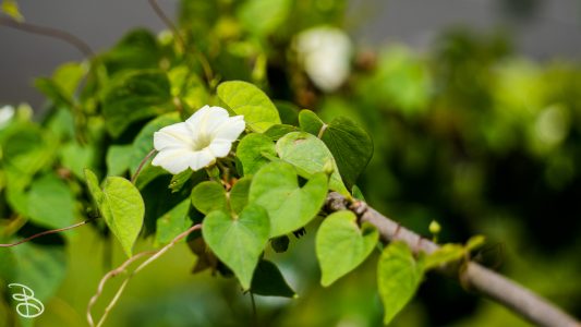 hawaii-hoomaluhia_garden-16