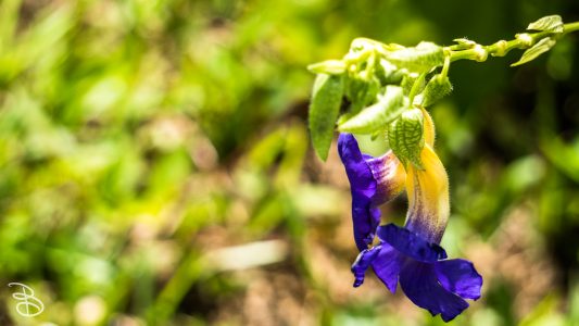 hawaii-hoomaluhia_garden-17