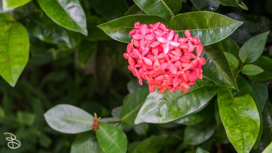 hawaii-hoomaluhia_garden-18