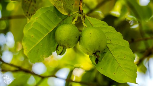 hawaii-hoomaluhia_garden-19