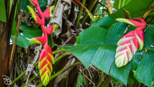 hawaii-hoomaluhia_garden-20