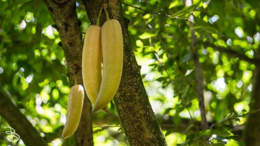 hawaii-hoomaluhia_garden-21