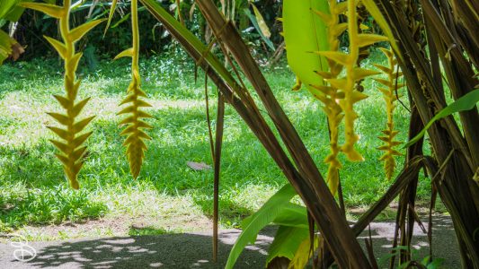 hawaii-hoomaluhia_garden-22