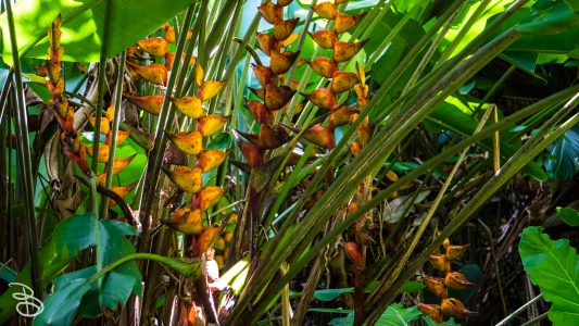 hawaii-hoomaluhia_garden-23