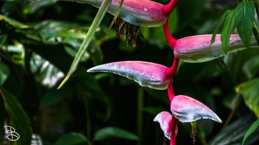 hawaii-hoomaluhia_garden-24