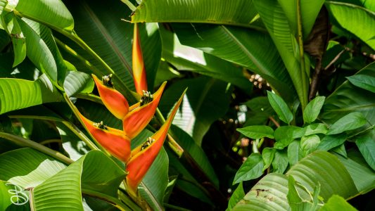 hawaii-hoomaluhia_garden-25