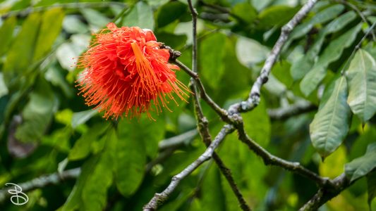 hawaii-hoomaluhia_garden-26