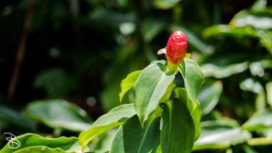 hawaii-hoomaluhia_garden-27