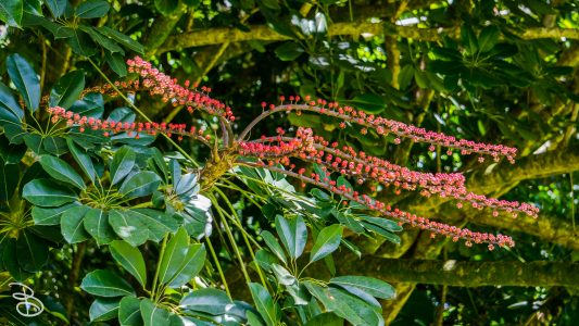 hawaii-hoomaluhia_garden-28