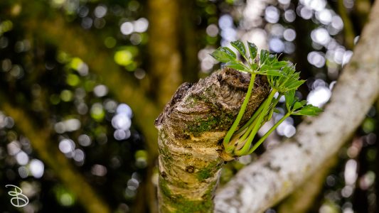 hawaii-hoomaluhia_garden-29