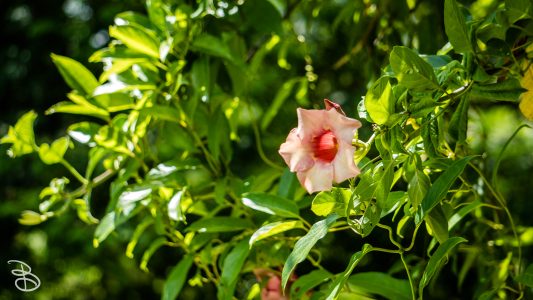hawaii-hoomaluhia_garden-32