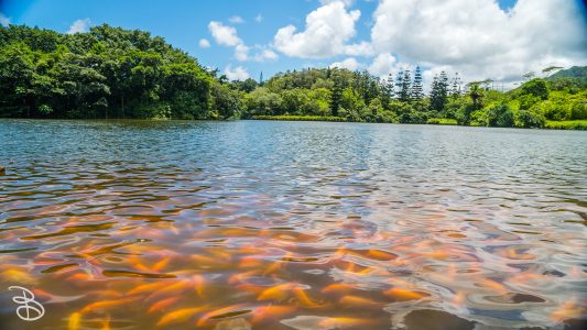 hawaii-hoomaluhia_garden-33