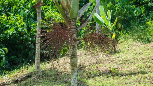 hawaii-hoomaluhia_garden-34