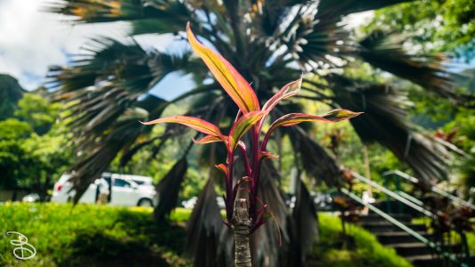 hawaii-hoomaluhia_garden-35