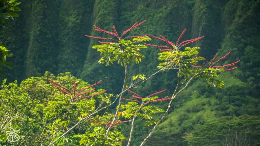 hawaii-hoomaluhia_garden-4