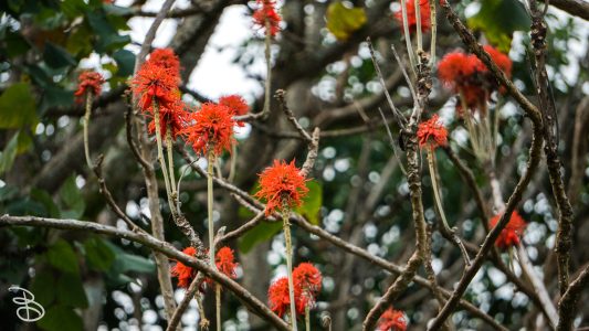 hawaii-hoomaluhia_garden-6
