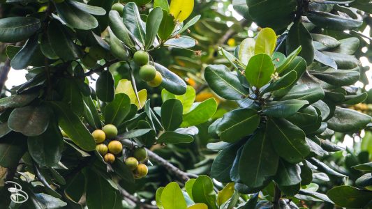 hawaii-hoomaluhia_garden-7