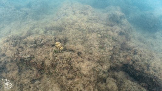 hawaii-kuilima_cove-3