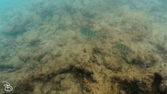 hawaii-kuilima_cove-5