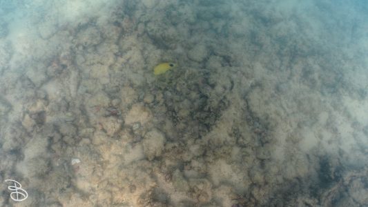 hawaii-kuilima_cove-6