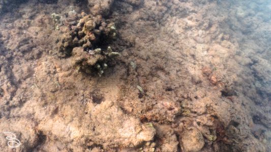 hawaii-kuilima_cove-7