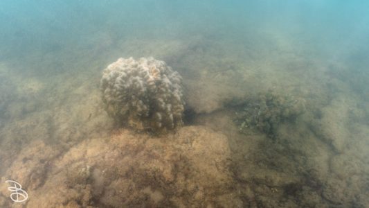hawaii-kuilima_cove-8