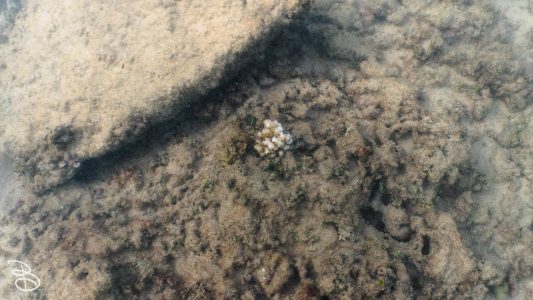 hawaii-kuilima_cove-9