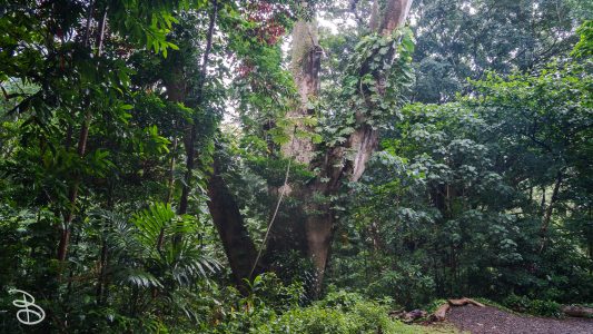 hawaii-manoa_falls-1