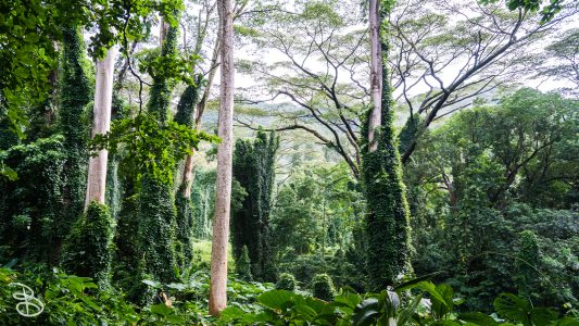 hawaii-manoa_falls-2