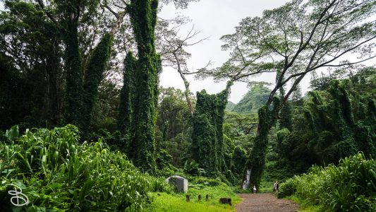 hawaii-manoa_falls-3