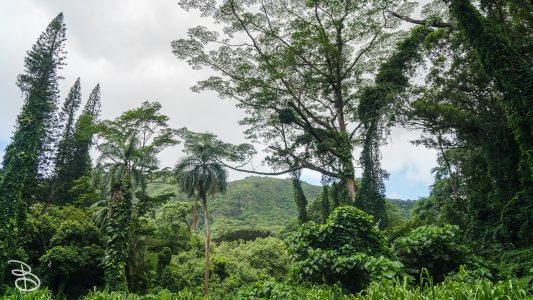 hawaii-manoa_falls-4