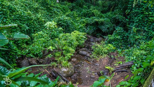 hawaii-manoa_falls-5