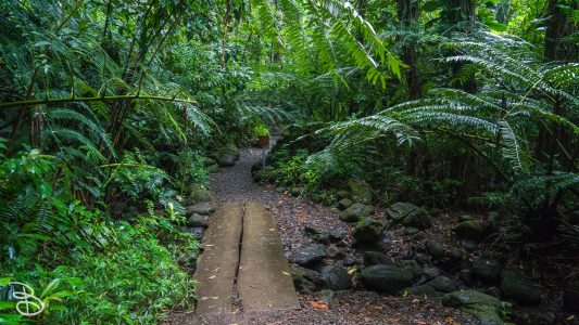 hawaii-manoa_falls-6