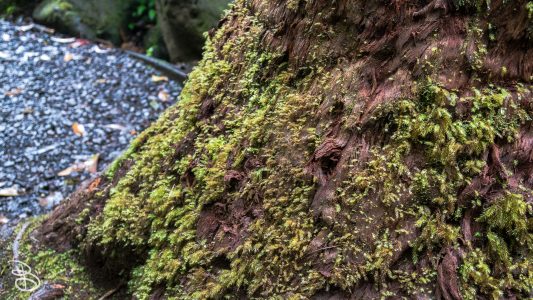 hawaii-manoa_falls-7