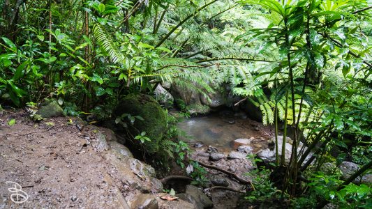 hawaii-manoa_falls-8