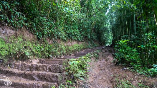 hawaii-manoa_falls-9